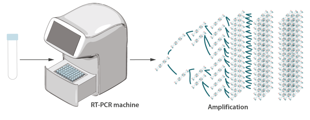 rt-pcr amplification test covid-19